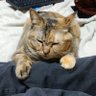 Profilbild von CatRay