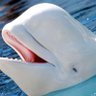 Beluga_Ag's profile picture