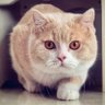 儒初始 profil fotoğrafı