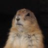 Profilbild von にゃほほ