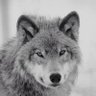 Lobo lobo's profile picture