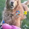 mary ann hughes's profile picture