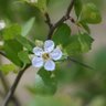 Фото профиля Hawthorn Lyceum