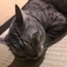 ちよだくん's profile picture