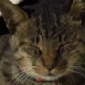 黒猫チョビ@日曜民話研究家 (Youtube ゆっくり昔ばなし 民話解説の中の人) 的头像