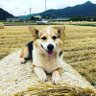 yasu@ジェネティクス社畜's profile picture