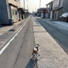 Фото профиля マシュ親
