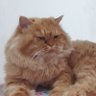 SuhailM profil fotoğrafı