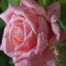Фото профиля محب لوطنه