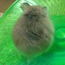 めけめけʢ•̀رق•́ʡ profil fotoğrafı