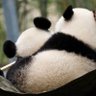Profilbild von xuhanyu
