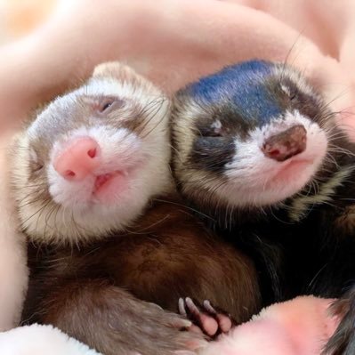 Dr.ぷく&くぅ/ フェレット ギャング🐻Ferret もっちー's profile picture