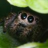 Profilbild von Jumping Spidaz