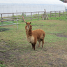 横浜の肉屋さん profil fotoğrafı