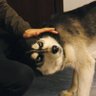ciaoxinew's profile picture