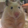 灰兔🐰不吃胡蘿蔔🥕's profile picture