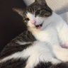 Profilbild von ねこおじさん