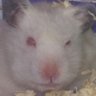 Hana TH profil fotoğrafı