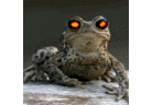 R.P. profil fotoğrafı