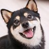 ふたば 的头像