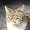 Фото профиля りのごびお