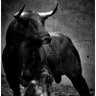 AfricanBull ๐ฆ ๐ ็ๅคดๅ