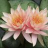 Фото профиля WFloRe