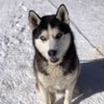 Jack London’s Dog profil fotoğrafı