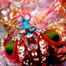 Happy Mantis Shrimp 🦐 profil fotoğrafı