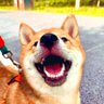 Happy 的头像