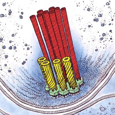 Pilhofer Lab's profile picture