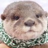 ふぅ 的头像