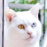Profilbild von 猫/ぎにゃー