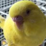 まるちゃん(*ˊ˘ˋ*)。♪:*° profil fotoğrafı