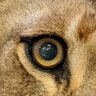 Gaming_Gibbon's profile picture