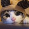 Фото профиля 😽猫伯爵😸猫語普及工作員😽