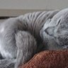 Фото профиля かぶ(頭髪がソーシャルディスタンス中)