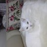 ルビー profil fotoğrafı