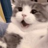 Zhenyu Sun's profile picture