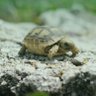 Profilbild von Turtle