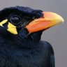 Profilbild von Il MerloDrammatico