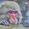 SATO profil fotoğrafı