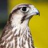 Mashaal profil fotoğrafı