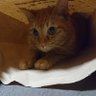 Profilbild von M Cat