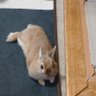 オニャール profil fotoğrafı