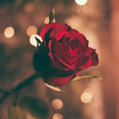 魔都之夜's profile picture