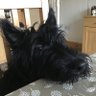 notellin’🇬🇧🏴's profile picture