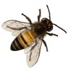 Profilbild von Honey Bee Kind ❤️
