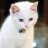 Фото профиля whitecat