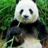 amoonpanda's profile picture